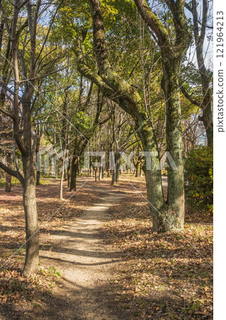 冬天的大阪城公園森林 121964213