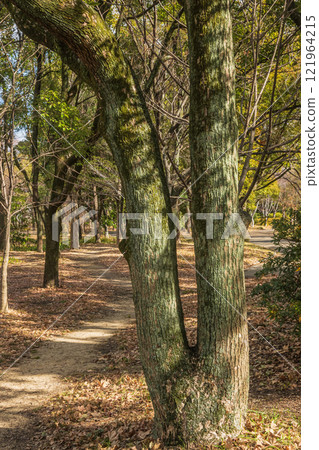 冬天的大阪城公園森林 冬天的大阪城公園森林 121964215