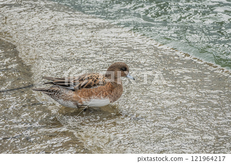 Wigeon (female) Nakanoshima Park, Tosabori River, Osaka City 121964217