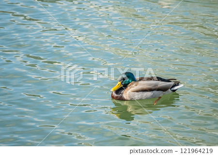 Mallard (male) swimming in the river, Tosabori River, Osaka City, Nakanoshima Park 121964219