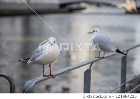 大阪市土佐堀川中之島公園內的黑頭鷗 121964226