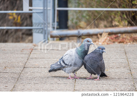 A friendly pigeon couple at Nakanoshima Park in Osaka A friendly pigeon couple at Nakanoshima Park in Osaka 121964228