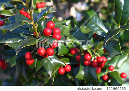 Holly red berries Holly red berries 121964263