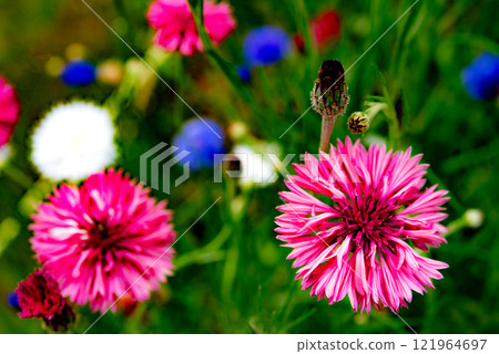 Pink flowers blooming vigorously 121964697