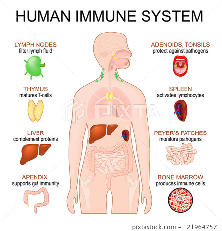 Immune System. Human anatomy. Immune System. Human anatomy. 121964757