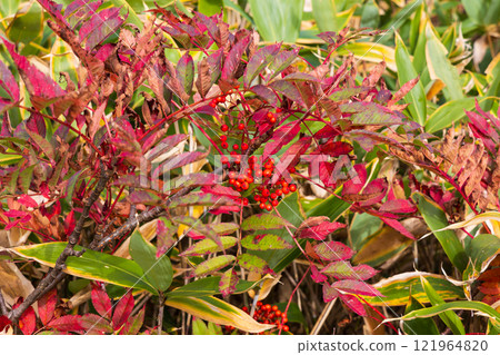 秋天的立山黑部阿爾卑斯山路線,彌陀原,秋葉,羅文漿果 秋天的立山黑部阿爾卑斯山路線,彌陀原,秋葉,羅文漿果 121964820