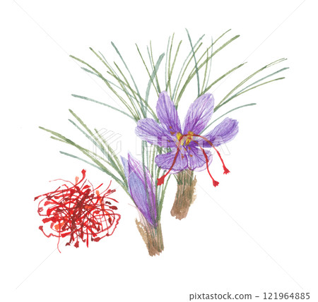 Saffron painted in watercolor Saffron painted in watercolor 121964885