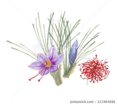 番紅花畫水彩 番紅花畫水彩 121964886