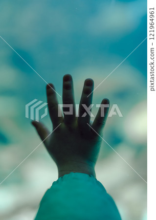 Small hands touching the glass of the aquarium Small hands touching the glass of the aquarium 121964961