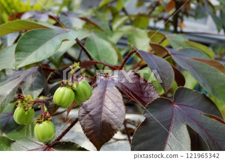 Bellyache bush young fruits on branch and leaves. 121965342
