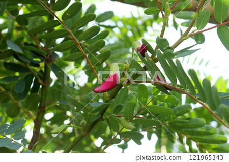 Young Humming Bird tree on branch and leaves. 121965343
