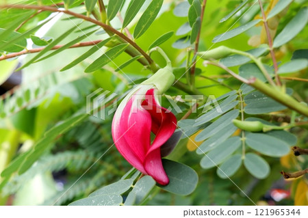 Red flower blooming on branch. 121965344