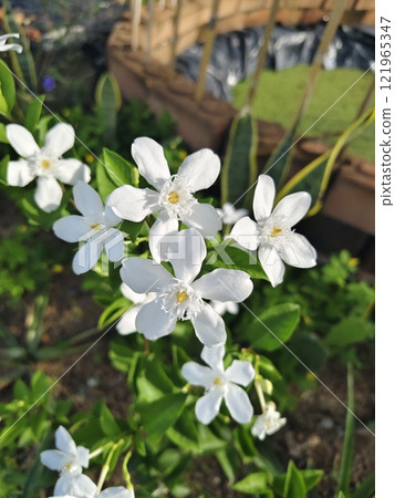 Wrightia antidysenterica blooming and sunlight. Wrightia antidysenterica blooming and sunlight. 121965347