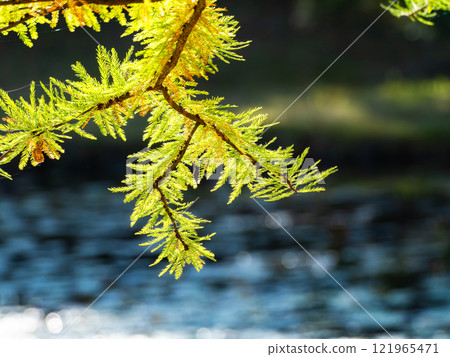 Beautiful leaves of bald cypress shining in the autumn sun Beautiful leaves of bald cypress shining in the autumn sun 121965471