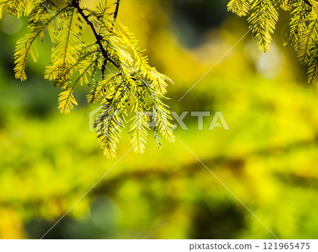 Beautiful leaves of bald cypress shining in the autumn sun 121965475