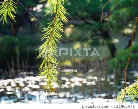 Beautiful leaves of bald cypress shining in the autumn sun 121965478