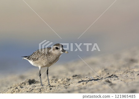 Grey Plover (Pluvialis squatarola), Crete  121965485