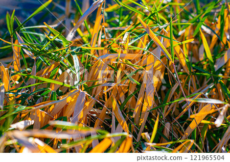 Withered Grass 121965504