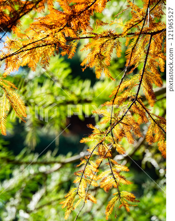 Beautiful autumn leaves of bald cypress shining in the autumn sun 121965527