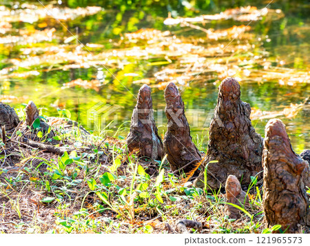 The aerial roots of the Bald Cypress are so cute they look like forest gnomes. The aerial roots of the Bald Cypress are so cute they look like forest gnomes. 121965573