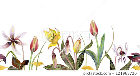 Spring bulb flowers, erythronium fawn trout lily, yellow and red tulip crocus saffron, grass blades hand drawn in watercolor. Seamless banner isolated illustration. Wedding, florist shop, stationery 121965720
