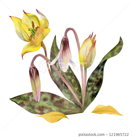 Spring flower, yellow tulip, white erythronium fawn trout lily with spotted green leaves, isolated botanical illustration hand drawn in watercolor. Composition for wedding, florist shop, stationery. 121965722