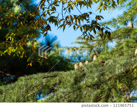Himalayan cedar pine cones look like little people sitting on top of a tree 121965751