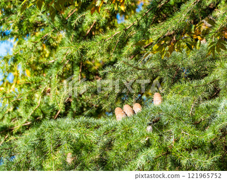 Himalayan cedar pine cones look like little people sitting on top of a tree 121965752
