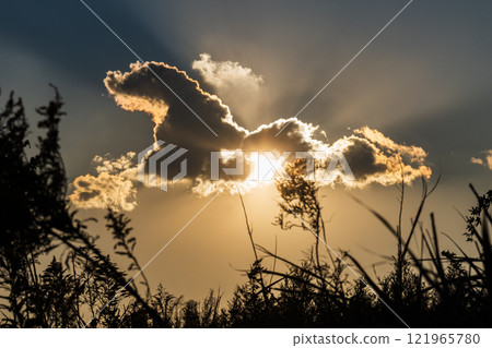 日落時的大雲從黃花草抬頭 日落時的大雲從黃花草抬頭 121965780