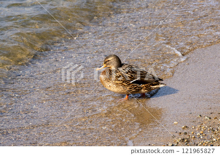 Close-up of waterfowl spending the winter on Lake Biwa 121965827