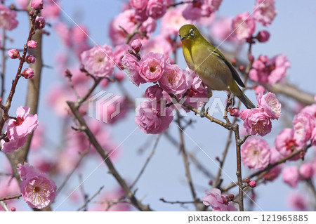 A white-eye on a red plum blossom in full bloom (spring image) (heartwarming image) 121965885