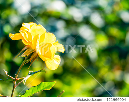 Beautiful autumn scenery: Colorful autumn roses in full bloom 121966004