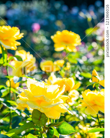 美麗的秋天風景-色彩繽紛的秋天玫瑰盛開 美麗的秋天風景-色彩繽紛的秋天玫瑰盛開 121966016