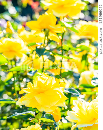 Beautiful autumn scenery: Colorful autumn roses in full bloom 121966022