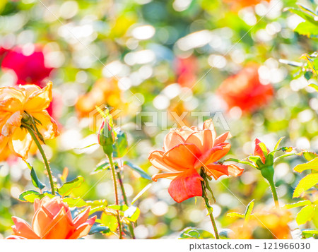 Beautiful autumn scenery: Colorful autumn roses in full bloom 121966030