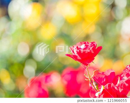 Beautiful autumn scenery: Colorful autumn roses in full bloom 121966055