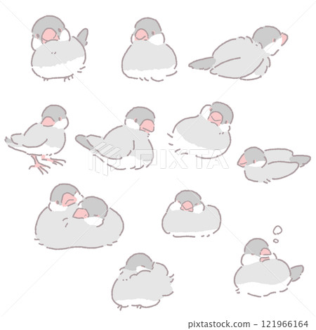 Sitting Java sparrow illustration set 121966164