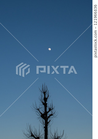 月亮，天空和樹木 121966836