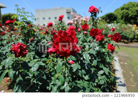 Arao City Ominous Citizen Flower Bed Rose Flower, 121966950