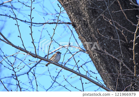 冬天的麻雀 冬天的麻雀 121966979