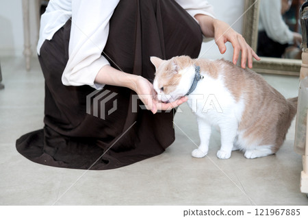 A middle-aged woman playing with a cat A middle-aged woman playing with a cat 121967885