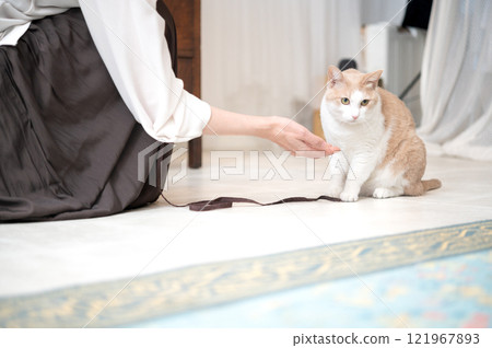 A middle-aged woman playing with a cat A middle-aged woman playing with a cat 121967893