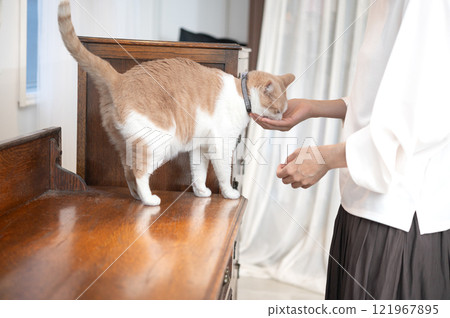 一位中年婦女正在和一隻貓玩耍 一位中年婦女正在和一隻貓玩耍 121967895