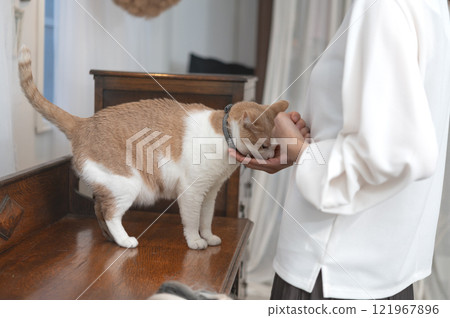 A middle-aged woman playing with a cat 121967896