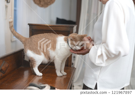 A middle-aged woman playing with a cat A middle-aged woman playing with a cat 121967897