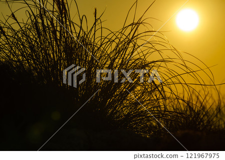 Grass meadow at sunset 121967975