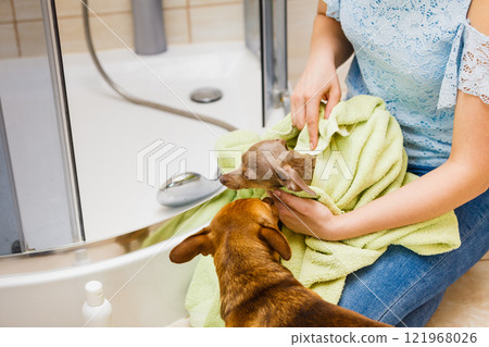 Woman drying pinscher after shower 121968026