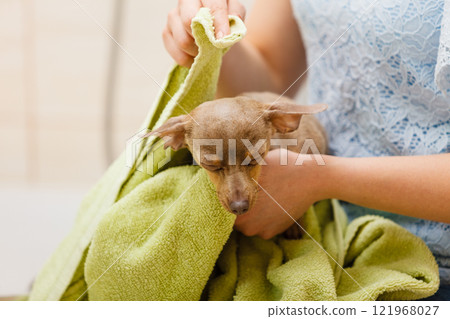 Woman drying pinscher after shower Woman drying pinscher after shower 121968027