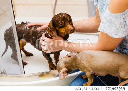 Woman showering her dog 121968029