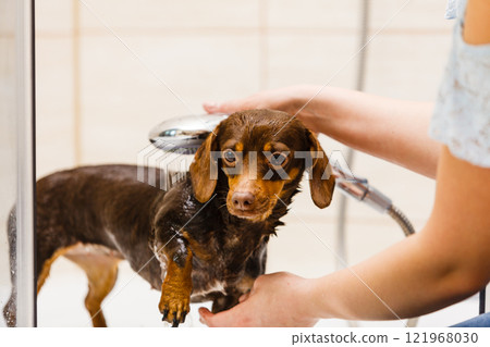 Woman showering her dog Woman showering her dog 121968030